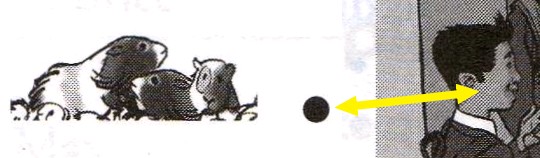 Ganesh's guinea pigs.jpg